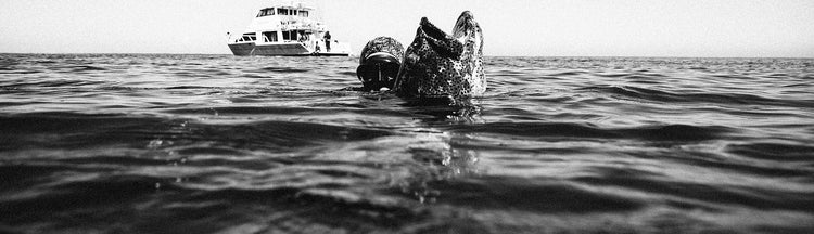 A snorkeler in the ocean faces a large boat in the distance, with their fins and mask visible above the water’s surface. The image is in black and white.