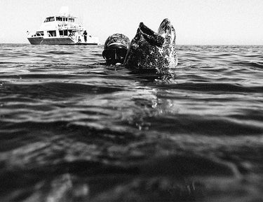 A person in snorkeling gear swims next to a large whale shark near the water’s surface, with a boat visible in the background. The image is in black and white.